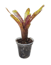 Load image into Gallery viewer, La Neoregelia Popoki è un vero classico. Bellissime macchie e motivi rosso vivo appaiono sulle foglie gialle vivide. Per risultati ottimali, questa bromelia dovrebbe essere sempre posizionata sotto le nostre luci a LED Skylight. Ci vuole tempo perché si formino le propaggini alla base di questa bromelia.