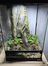 Carica l'immagine nel visualizzatore di Gallery, Terrario naturalistico 30x30x45cm tropicale