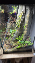 Carica l'immagine nel visualizzatore di Gallery, Terrario naturalistico 30x30x45cm tropicale