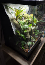 Load image into Gallery viewer, Terrario naturalistico 30x30x45cm tropicale