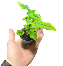 Carica l'immagine nel visualizzatore di Gallery, L’Alocasia Jacklyn proviene dalle foreste tropicali dell'Indonesia, dove cresce nelle zone umide e ombreggiate della foresta pluviale, sotto le chiome degli alberi più grandi. Abituata a condizioni di alta umidità e luce indiretta, questa pianta prospera in ambienti simili, con un'illuminazione soffusa e un'umidità elevata. Per garantire una crescita ottimale e preservare la sua splendida colorazione delle foglie, l'Alocasia Jacklyn necessita di un ambiente che riproduca queste caratteristiche naturali.