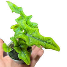 Carica l'immagine nel visualizzatore di Gallery, L’Alocasia Jacklyn proviene dalle foreste tropicali dell'Indonesia, dove cresce nelle zone umide e ombreggiate della foresta pluviale, sotto le chiome degli alberi più grandi. Abituata a condizioni di alta umidità e luce indiretta, questa pianta prospera in ambienti simili, con un'illuminazione soffusa e un'umidità elevata. Per garantire una crescita ottimale e preservare la sua splendida colorazione delle foglie, l'Alocasia Jacklyn necessita di un ambiente che riproduca queste caratteristiche naturali.