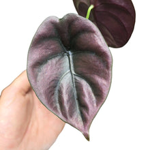 Carica l'immagine nel visualizzatore di Gallery, Porta un tocco di eleganza tropicale nel tuo spazio con l’Alocasia Cuprea 'Red', una delle varietà più affascinanti della famiglia Araceae. Conosciuta per le sue foglie straordinarie, questa pianta si distingue per la superficie metallica e i riflessi ramati-rossastri che catturano la luce in modo unico, creando un effetto quasi iridescente.