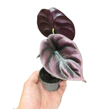 Carica l'immagine nel visualizzatore di Gallery, Porta un tocco di eleganza tropicale nel tuo spazio con l’Alocasia Cuprea 'Red', una delle varietà più affascinanti della famiglia Araceae. Conosciuta per le sue foglie straordinarie, questa pianta si distingue per la superficie metallica e i riflessi ramati-rossastri che catturano la luce in modo unico, creando un effetto quasi iridescente.