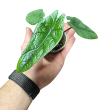 Carica l'immagine nel visualizzatore di Gallery, L'Alocasia scalprum è originaria delle foreste tropicali del sud-est asiatico, in particolare nelle zone umide e ombreggiate dell'Indonesia e delle isole circostanti. Questa pianta cresce naturalmente sotto il canopee degli alberi, dove riceve luce filtrata e beneficia di un ambiente ad alta umidità. Queste condizioni naturali sono cruciali per la sua crescita e devono essere replicate in coltivazione per garantire la salute ottimale della pianta.