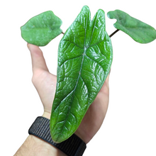 Carica l'immagine nel visualizzatore di Gallery, L'Alocasia scalprum è originaria delle foreste tropicali del sud-est asiatico, in particolare nelle zone umide e ombreggiate dell'Indonesia e delle isole circostanti. Questa pianta cresce naturalmente sotto il canopee degli alberi, dove riceve luce filtrata e beneficia di un ambiente ad alta umidità. Queste condizioni naturali sono cruciali per la sua crescita e devono essere replicate in coltivazione per garantire la salute ottimale della pianta.