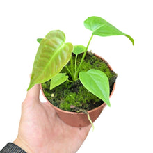 Load image into Gallery viewer, Elegante, imponente e assolutamente regale: l’Anthurium veitchii, soprannominato King Anthurium, è una delle piante tropicali più spettacolari e desiderate dai collezionisti. Originario delle foreste pluviali della Colombia, questo gioiello botanico cresce naturalmente su alberi e pareti rocciose in ambienti umidi, dove sviluppa le sue iconiche foglie pendenti e corrugate.