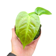 Load image into Gallery viewer, Elegante, imponente e assolutamente regale: l’Anthurium veitchii, soprannominato King Anthurium, è una delle piante tropicali più spettacolari e desiderate dai collezionisti. Originario delle foreste pluviali della Colombia, questo gioiello botanico cresce naturalmente su alberi e pareti rocciose in ambienti umidi, dove sviluppa le sue iconiche foglie pendenti e corrugate.