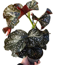 Load image into Gallery viewer, Un classico dal fascino tropicale rivisitato: la Begonia “Cracklin’ Rosie” è una cultivar ornamentale che ricorda la celebre Begonia maculata, ma si distingue per le sue delicate sfumature rosa e la puntinatura rosacea che impreziosisce il fogliame. Elegante e scenografica, unisce un portamento ordinato a un colore unico, rendendola protagonista in ogni collezione o ambiente interno.