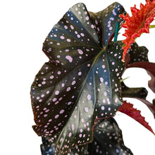 Load image into Gallery viewer, Un classico dal fascino tropicale rivisitato: la Begonia “Cracklin’ Rosie” è una cultivar ornamentale che ricorda la celebre Begonia maculata, ma si distingue per le sue delicate sfumature rosa e la puntinatura rosacea che impreziosisce il fogliame. Elegante e scenografica, unisce un portamento ordinato a un colore unico, rendendola protagonista in ogni collezione o ambiente interno.