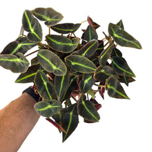 Load image into Gallery viewer, Regala un tocco tropicale ed elegante ai tuoi spazi con la Begonia ‘Listada’, una specie rara e molto apprezzata per il suo fogliame vellutato e dai contrasti sorprendenti. Le foglie sono allungate, di un verde profondo quasi vellutato, attraversate da una marcata venatura centrale color lime brillante che crea un effetto grafico distintivo. Il retro foglia, di un caldo rosso vinaccia, aggiunge ulteriore fascino e tridimensionalità.