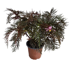 Carica l'immagine nel visualizzatore di Gallery, Begonia bipinnatifida: una bellezza tropicale per la casa
La Begonia bipinnatifida è una pianta tropicale della famiglia Begoniaceae, apprezzata per il suo fogliame ornamentale e i delicati fiori rosa o bianchi. Originaria delle foreste umide di Messico e Guatemala, prospera in ambienti caldi e ombreggiati.