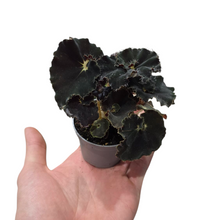 Carica l'immagine nel visualizzatore di Gallery, Originarie delle regioni tropicali e subtropicali del nostro pianeta, le Begonie prosperano in modo spontaneo in varie parti del mondo, tra cui Africa, America del Sud, Cina, Assam (India) e Molucche (Indonesia). Queste piante erbacee da fiore presentano un fogliame incredibilmente decorativo e possono essere annuali o perenni, con radici fibrose o tuberose. La loro altezza può variare tra i 30 e i 50 centimetri, con poche eccezioni che superano tali dimensioni.