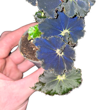 Carica l'immagine nel visualizzatore di Gallery, Originarie delle regioni tropicali e subtropicali del nostro pianeta, le Begonie prosperano in modo spontaneo in varie parti del mondo, tra cui Africa, America del Sud, Cina, Assam (India) e Molucche (Indonesia). Queste piante erbacee da fiore presentano un fogliame incredibilmente decorativo e possono essere annuali o perenni, con radici fibrose o tuberose. La loro altezza può variare tra i 30 e i 50 centimetri, con poche eccezioni che superano tali dimensioni.