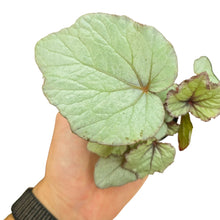 Load image into Gallery viewer, Porta eleganza e personalità nei tuoi ambienti con la Begonia cultrom “Silver 01”, una pianta da interno che cattura lo sguardo grazie al suo fogliame unico. Le foglie, ampie e dalla forma asimmetrica, presentano un elegante fondo argentato arricchito da striature interne color porpora e da una bordatura dello stesso tono intenso, che dona profondità e carattere. Il retro verde brillante completa il contrasto, offrendo un effetto raffinato e naturale allo stesso tempo.