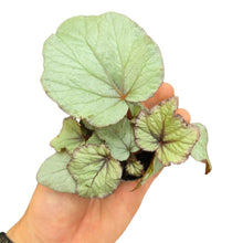 Load image into Gallery viewer, Porta eleganza e personalità nei tuoi ambienti con la Begonia cultrom “Silver 01”, una pianta da interno che cattura lo sguardo grazie al suo fogliame unico. Le foglie, ampie e dalla forma asimmetrica, presentano un elegante fondo argentato arricchito da striature interne color porpora e da una bordatura dello stesso tono intenso, che dona profondità e carattere. Il retro verde brillante completa il contrasto, offrendo un effetto raffinato e naturale allo stesso tempo.