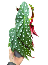 Carica l'immagine nel visualizzatore di Gallery, La Begonia, appartenente alla famiglia delle Begoniacee, è un genere ricco di numerose specie, accompagnate da una vasta gamma di varietà e ibridi. Alcune di queste specie catturano l'attenzione per la loro straordinaria bellezza e peculiarità del fogliame, mentre altre si distinguono per le abbondanti fioriture.