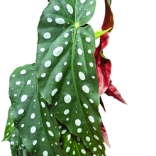 Carica l'immagine nel visualizzatore di Gallery, La Begonia, appartenente alla famiglia delle Begoniacee, è un genere ricco di numerose specie, accompagnate da una vasta gamma di varietà e ibridi. Alcune di queste specie catturano l'attenzione per la loro straordinaria bellezza e peculiarità del fogliame, mentre altre si distinguono per le abbondanti fioriture.