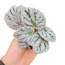 Load image into Gallery viewer, Dona luminosità e carattere ai tuoi spazi con la Begonia Rex “Silver Dollar”, una pianta ornamentale che incanta con le sue grandi foglie tondeggianti dall’elegante effetto argentato. Il centro foglia, più scuro e sfumato, contrasta con il bordo marcato porpora, creando un aspetto grafico e sofisticato. La superficie leggermente satinata riflette la luce, valorizzando ogni angolo della casa.