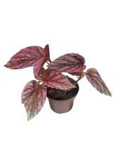 Load image into Gallery viewer, Begonia brevirimosa è un'entusiasmante rarità delle foreste pluviali della Nuova Guinea. Le sue grandi foglie dall'aspetto metallico sfoggiano una variegatura rosa brillante che attira sicuramente l'attenzione. Questa è una forma naturale, non un ibrido coltivato. Se riesci a soddisfare le sue esigenze di base (un po' di calore e umidità), è sorprendentemente facile da coltivare!