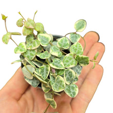 Load image into Gallery viewer, Un piccolo gioiello sospeso: la Ceropegia woodii variegata, conosciuta anche come String of Hearts variegata, è una pianta succulenta da collezione molto apprezzata per il suo portamento ricadente e il fogliame unico. Originaria del Sudafrica, in natura cresce come pianta strisciante e ricadente, sviluppandosi tra rocce e terreni aridi, dove sfrutta i suoi tuberi per resistere ai periodi di siccità.