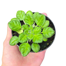 Carica l'immagine nel visualizzatore di Gallery, Una delle Gesneriaceae più eleganti e rare in coltivazione: la Chirita (Primulina) tamiana ‘Blue Wonder’ è un piccolo gioiello botanico, apprezzato dai collezionisti di piante tropicali per il suo portamento compatto e la fioritura spettacolare. Questa varietà, originaria delle foreste umide del Vietnam settentrionale, incarna la grazia e la delicatezza delle piante da sottobosco asiatiche, trasformando ogni angolo in un piccolo giardino tropicale in miniatura.