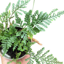 Carica l'immagine nel visualizzatore di Gallery, Un’autentica meraviglia botanica, la Davallia fejeensis, conosciuta anche come “felce zampa di coniglio”, è una specie affascinante e ornamentale originaria delle isole Fiji e di altre zone tropicali del Pacifico. Apprezzata per il suo portamento elegante e le caratteristiche rizomatose uniche, è una pianta che conquista non solo per il fogliame ma anche per le sue radici pelose, che sembrano vere e proprie zampette che si adagiano sul bordo del vaso.