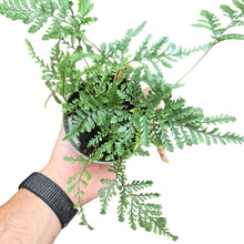 Carica l'immagine nel visualizzatore di Gallery, Un’autentica meraviglia botanica, la Davallia fejeensis, conosciuta anche come “felce zampa di coniglio”, è una specie affascinante e ornamentale originaria delle isole Fiji e di altre zone tropicali del Pacifico. Apprezzata per il suo portamento elegante e le caratteristiche rizomatose uniche, è una pianta che conquista non solo per il fogliame ma anche per le sue radici pelose, che sembrano vere e proprie zampette che si adagiano sul bordo del vaso.