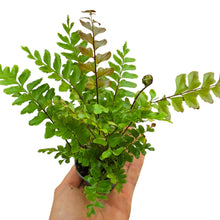 Carica l'immagine nel visualizzatore di Gallery, Un’eleganza antica in veste tropicale: la Didymochlaena truncatula, conosciuta anche come “felce castagno”, è una felce ornamentale affascinante e insolita, originaria delle foreste tropicali umide di Asia e Africa. In natura cresce sotto la copertura della giungla, sviluppandosi come felce terrestre vigorosa che forma ciuffi imponenti e decorativi.