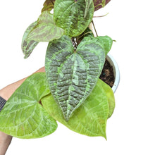 Carica l'immagine nel visualizzatore di Gallery, La Dioscorea discolor è una pianta rampicante tropicale straordinaria, appartenente alla famiglia delle Dioscoreaceae, e originaria delle foreste pluviali del Sud America, in particolare del Brasile. È una delle specie più spettacolari del genere, non tanto per i fiori, quanto per le sue foglie cangianti e vellutate, che sembrano uscite da una tavolozza d’artista.