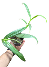 Carica l'immagine nel visualizzatore di Gallery, L’Epipremnum amplissimum 'Silver Stripe' è una pianta tropicale affascinante e poco comune, appartenente alla famiglia delle Araceae. Questa varietà è particolarmente apprezzata per il suo fogliame elegante e slanciato, caratterizzato da una delicata striatura argentata che le conferisce un aspetto raffinato e moderno.