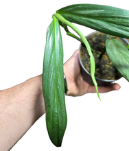 Carica l'immagine nel visualizzatore di Gallery, L’Epipremnum amplissimum 'Silver Stripe' è una pianta tropicale affascinante e poco comune, appartenente alla famiglia delle Araceae. Questa varietà è particolarmente apprezzata per il suo fogliame elegante e slanciato, caratterizzato da una delicata striatura argentata che le conferisce un aspetto raffinato e moderno.