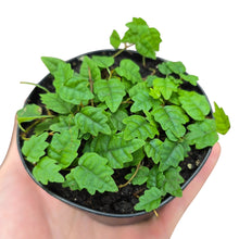 Carica l'immagine nel visualizzatore di Gallery, Il Ficus scandens ‘Quercifolia’ è una forma rara e altamente ornamentale della famiglia Moraceae, apprezzata per il suo fogliame minuto e finemente lobato che richiama, in miniatura, le foglie di una quercia. Originario delle foreste tropicali del Sud-Est asiatico, cresce come rampicante strisciante o ricadente, aderendo ai supporti tramite radici avventizie, e formando tappeti vegetali densi ed estremamente decorativi.