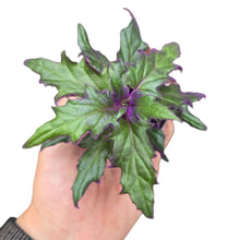 Load image into Gallery viewer, Conosciuta anche come “pianta di velluto viola” o “purple passion plant”, la Gynura aurantiaca è una delle piante da interno più iconiche e affascinanti grazie al suo aspetto unico e quasi surreale. Originaria del Sud-Est Asiatico, in particolare di Indonesia, Malesia e Thailandia, questa specie tropicale è apprezzata per il suo fogliame vellutato e intensamente violaceo, che sembra brillare alla luce.