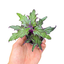 Load image into Gallery viewer, Conosciuta anche come “pianta di velluto viola” o “purple passion plant”, la Gynura aurantiaca è una delle piante da interno più iconiche e affascinanti grazie al suo aspetto unico e quasi surreale. Originaria del Sud-Est Asiatico, in particolare di Indonesia, Malesia e Thailandia, questa specie tropicale è apprezzata per il suo fogliame vellutato e intensamente violaceo, che sembra brillare alla luce.