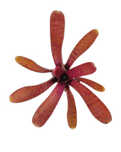 Load image into Gallery viewer, La Neoregelia Popoki darkform è un vero classico. Bellissime macchie e motivi rosso vivo appaiono sulle foglie rosso fuoco. Per risultati ottimali, questa bromelia dovrebbe essere sempre posizionata sotto le nostre luci a LED Skylight. Ci vuole tempo perché si formino le propaggini alla base di questa bromelia.