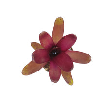 Carica l'immagine nel visualizzatore di Gallery, Sotto una ottima luce artificiale svilupperà un colore rosso acceso sulle bellissime foglie compatte. Per risultati ottimali, questa bromelia dovrebbe essere sempre posizionata sotto le nostre luci a LED Skylight. Ci vuole tempo perché si formino le propaggini alla base di questa bromelia. Riceverai piante mature di circa 8-12 centimetri senza vaso.