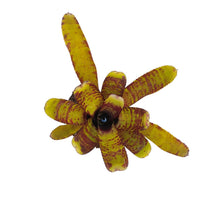 Load image into Gallery viewer, La Neoregelia Eclipse è un vero classico. Bellissime macchie e motivi rosso vivo appaiono sulle foglie verdi vivide. Per risultati ottimali, questa bromelia dovrebbe essere sempre posizionata sotto le nostre luci a LED Skylight. Ci vuole tempo perché si formino le propaggini alla base di questa bromelia. 