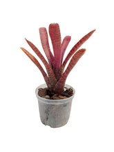 Load image into Gallery viewer, La Neoregelia Popoki darkform è un vero classico. Bellissime macchie e motivi rosso vivo appaiono sulle foglie rosso fuoco. Per risultati ottimali, questa bromelia dovrebbe essere sempre posizionata sotto le nostre luci a LED Skylight. Ci vuole tempo perché si formino le propaggini alla base di questa bromelia.