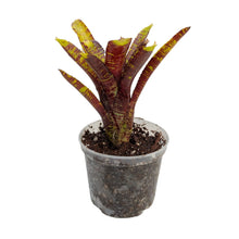 Load image into Gallery viewer, La Neoregelia Eclipse è un vero classico. Bellissime macchie e motivi rosso vivo appaiono sulle foglie verdi vivide. Per risultati ottimali, questa bromelia dovrebbe essere sempre posizionata sotto le nostre luci a LED Skylight. Ci vuole tempo perché si formino le propaggini alla base di questa bromelia. 