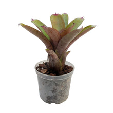 Load image into Gallery viewer, La Neoregelia Geppeto è un vero classico. Bellissime macchie e motivi rosso vivo appaiono sulle foglie verdi vivide. Per risultati ottimali, questa bromelia dovrebbe essere sempre posizionata sotto le nostre luci a LED Skylight. Ci vuole tempo perché si formino le propaggini alla base di questa bromelia.