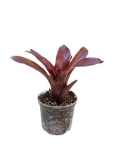 Load image into Gallery viewer, La Neoregelia Eliza è un vero classico. Bellissime macchie e motivi rosso vivo appaiono sulle foglie verdi vivide. Per risultati ottimali, questa bromelia dovrebbe essere sempre posizionata sotto le nostre luci a LED Skylight. Ci vuole tempo perché si formino le propaggini alla base di questa bromelia.