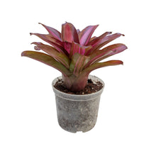 Carica l'immagine nel visualizzatore di Gallery, La Neoregelia Iris è un vero classico. Una bellissima colorazione rossa con striature rosate appare sulle foglie verdi vivide. Per risultati ottimali, questa bromelia dovrebbe essere sempre posizionata sotto le nostre luci a LED Skylight. Ci vuole tempo perché si formino le propaggini alla base di questa bromelia.