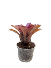 Load image into Gallery viewer, La Neoregelia Rubrifolia hybrid è un vero classico. Bellissime macchie e motivi rosso vivo appaiono sulle foglie giallo opaco. Per risultati ottimali, questa bromelia dovrebbe essere sempre posizionata sotto le nostre luci a LED Skylight. Ci vuole tempo perché si formino le propaggini alla base di questa bromelia.