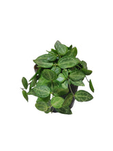 Carica l'immagine nel visualizzatore di Gallery, La Dischidia ovata, comunemente chiamata dischidia dell'anguria, è una piccola vite della famiglia delle Apocynaceae dei frangipani e dell'hoya, originaria della Nuova Guinea e della penisola di Capo York, in Australia.