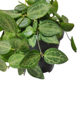 Carica l'immagine nel visualizzatore di Gallery, La Dischidia ovata, comunemente chiamata dischidia dell'anguria, è una piccola vite della famiglia delle Apocynaceae dei frangipani e dell'hoya, originaria della Nuova Guinea e della penisola di Capo York, in Australia.