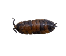 Load image into Gallery viewer, Muovi i primi passi nel mondo degli isopodi con questo kit completo di tutto il necessario,animali interessanti e facili da allevare che insegneranno ai più piccini la consapevolezza nel rispetto della natura.