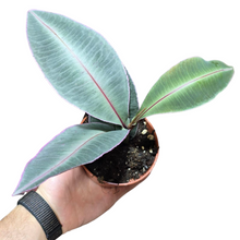 Carica l'immagine nel visualizzatore di Gallery, La Labisia pumila, conosciuta anche come Kacip Fatimah, è una pianta erbacea appartenente alla famiglia delle Primulaceae. Originaria delle foreste pluviali del Sud-Est asiatico, in particolare di Malesia, Indonesia e Thailandia, è famosa sia per il suo aspetto decorativo che per le sue proprietà fitoterapiche.
In alcune culture è considerata una pianta sacra con proprietà magiche e curative.