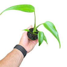 Carica l'immagine nel visualizzatore di Gallery, Una delle Monstera più rare, spettacolari e ambite al mondo: la Monstera ‘Burle Marx Flame’ è un vero capolavoro botanico, intitolato al celebre architetto e paesaggista brasiliano Roberto Burle Marx, grande promotore della biodiversità tropicale. Questa cultivar eccezionale è un ibrido a crescita lenta e difficilissima da reperire, coltivata quasi esclusivamente da collezionisti esperti e vivai specializzati.