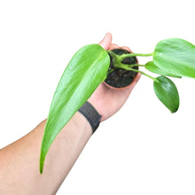 Carica l'immagine nel visualizzatore di Gallery, Una delle Monstera più rare, spettacolari e ambite al mondo: la Monstera ‘Burle Marx Flame’ è un vero capolavoro botanico, intitolato al celebre architetto e paesaggista brasiliano Roberto Burle Marx, grande promotore della biodiversità tropicale. Questa cultivar eccezionale è un ibrido a crescita lenta e difficilissima da reperire, coltivata quasi esclusivamente da collezionisti esperti e vivai specializzati.